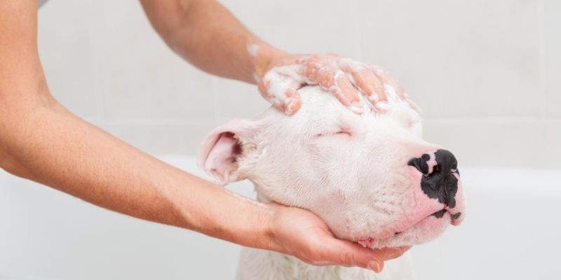 狗狗洗澡重要部位