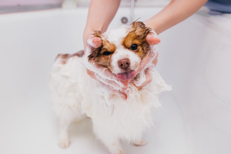 2022最新！精選10款天然狗狗洗毛精推薦，溫和不傷膚！