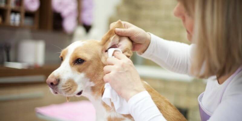 狗狗耳朵清潔教學